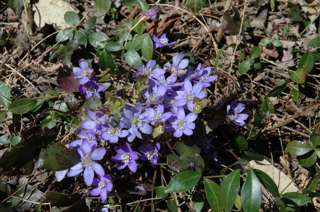 Hepatica nobilis / Erba trinit